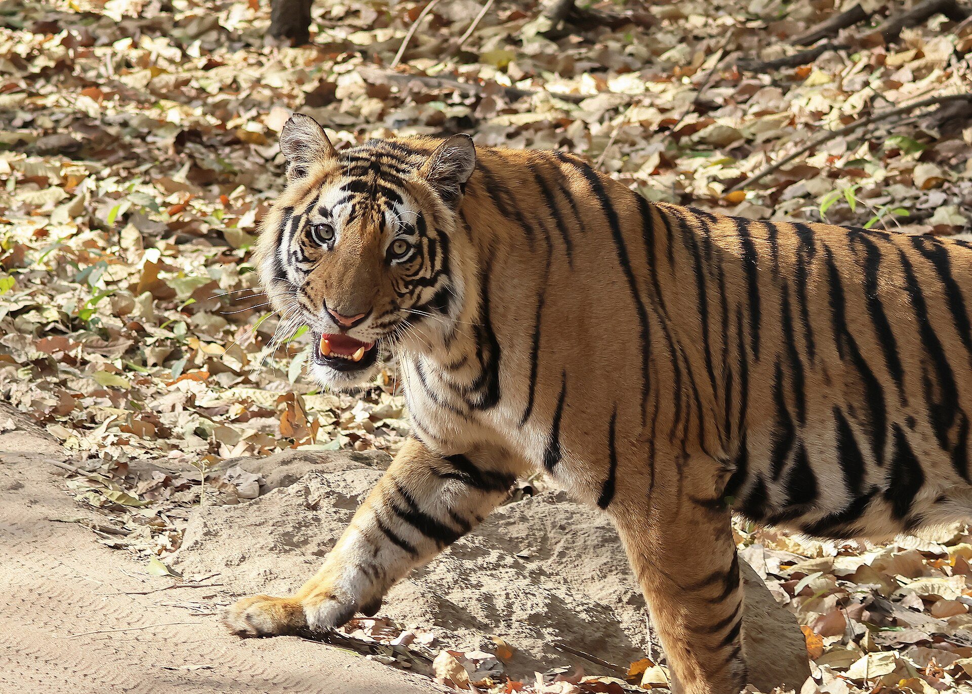 parc national de Bandhavgarh, étape du jour 3